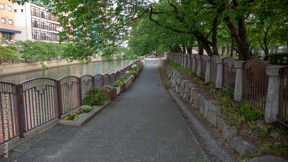 Fototapeta premium 公園 福岡 春