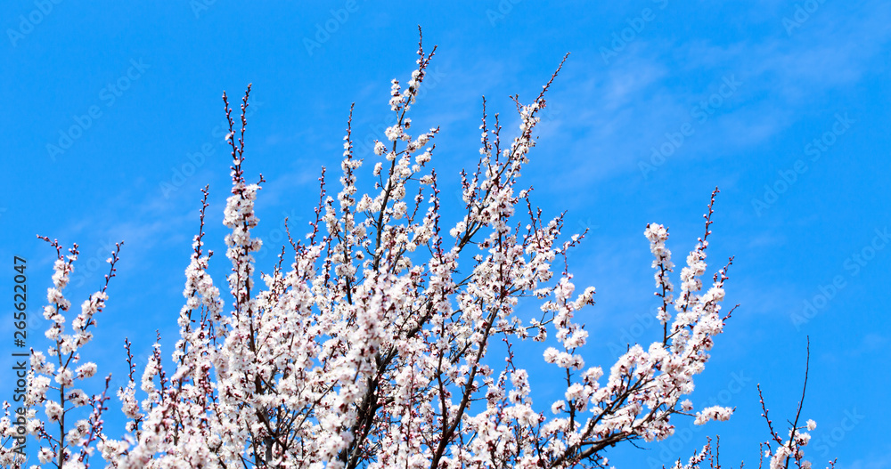 Spring flowers. Branches of blossoming cherry against the blue sky. White flower. Spring background. Cherry blossoms.