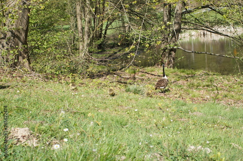 Canada,duck,ende,outside,park,outside,Entenjunge, © Malia