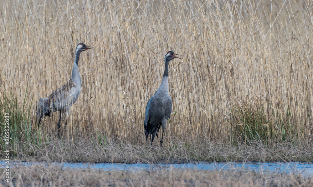 Common Cranes in Latvian Wetlands in Spring Common Cranes in Latvian Wetlands in Spring