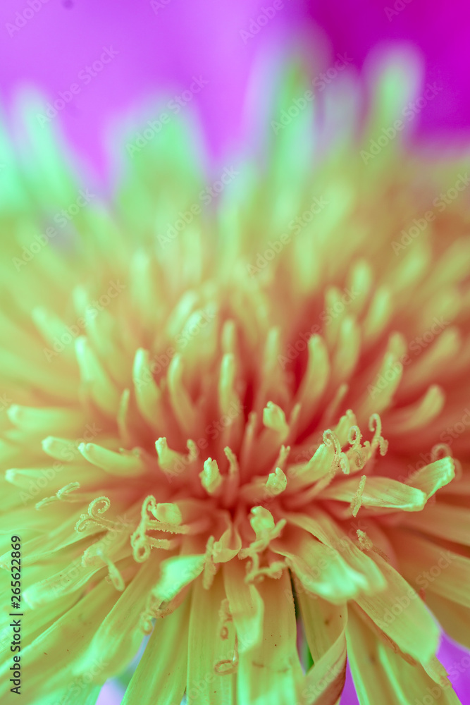 Obraz premium spring background of flowers. multi-colored conceptual background. green Taraxacum macro photography