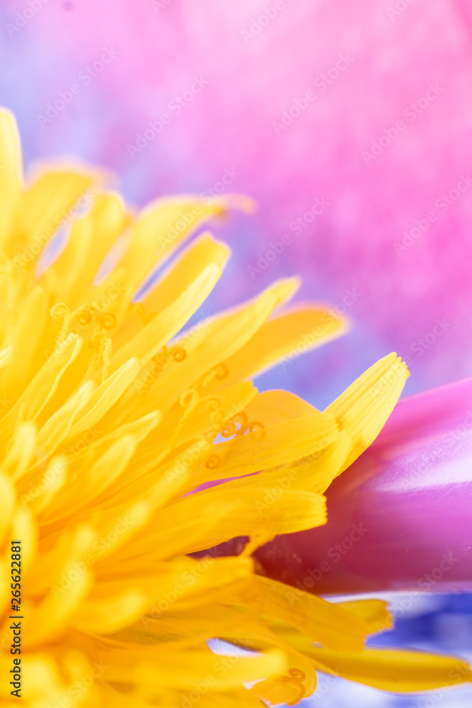 spring flowers closeup. yellow Taraxacum macro photography
