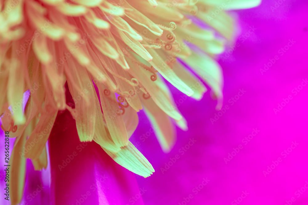 Obraz premium spring background of flowers. multi-colored conceptual background. green Taraxacum macro photography