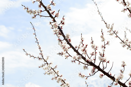 Spring flowers. Branches of blossoming cherry against the blue sky. White flower. Spring background. Cherry blossoms.
