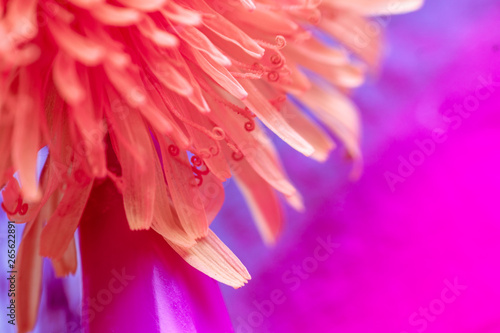 spring background of flowers. multi-colored conceptual background. red Taraxacum macro photography