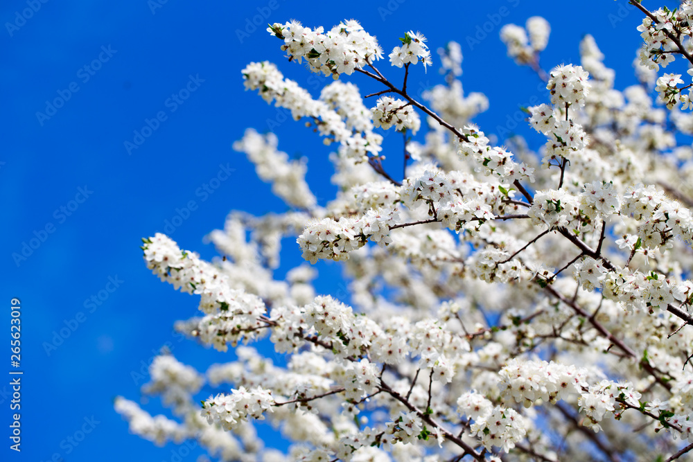 Spring flowers. Branches of blossoming cherry against the blue sky. White flower. Spring background. Cherry blossoms. Spring flowers. Branches of blossoming cherry against the blue sky. White flower. Spring background. Cherry blossoms.