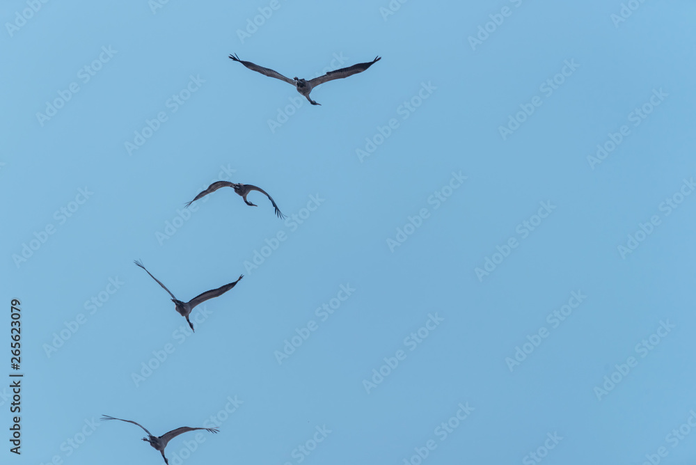 Obraz premium Flock of Common Cranes Flying in a Clear Blue Sky in Latvia