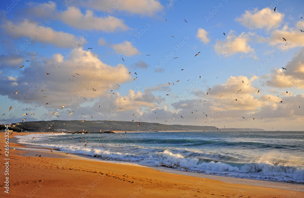 Flying birds on sunset, sand beach of Nazare