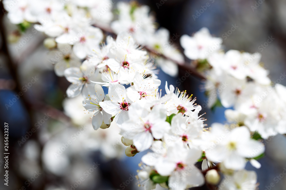 Spring flowers. Branches of blossoming cherry against the blue sky. White flower. Spring background. Cherry blossoms. Spring flowers. Branches of blossoming cherry against the blue sky. White flower. Spring background. Cherry blossoms.