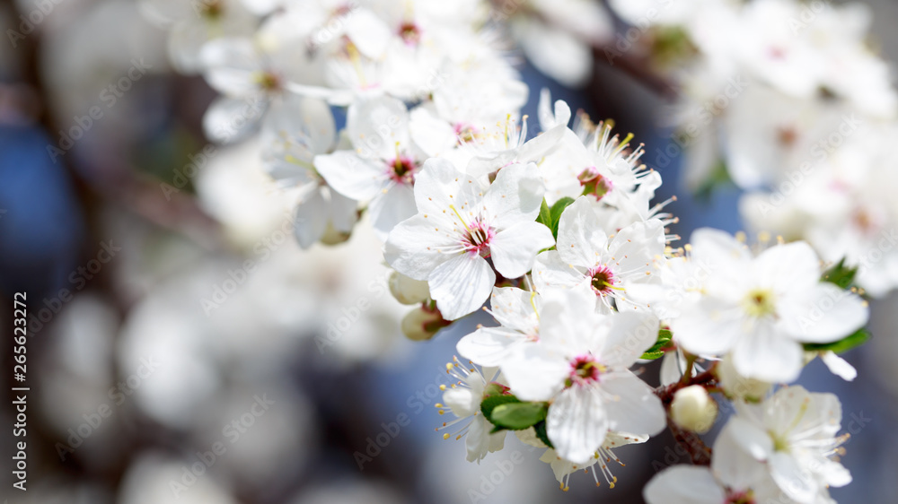 Spring flowers. Branches of blossoming cherry against the blue sky. White flower. Spring background. Cherry blossoms.