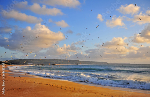 Flying birds on sunset  sand beach of Nazare