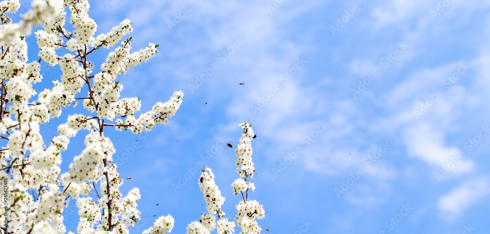 Spring flowers. Branches of blossoming cherry against the blue sky. White flower. Spring background. Cherry blossoms. Spring flowers. Branches of blossoming cherry against the blue sky. White flower. Spring background. Cherry blossoms.
