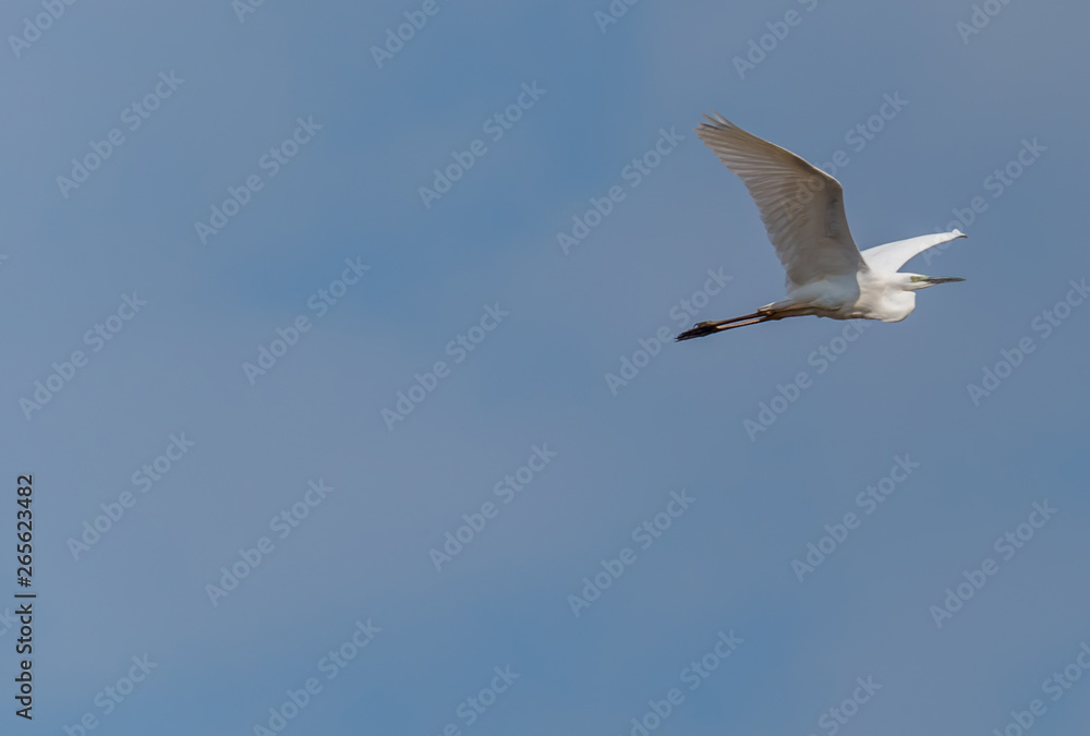 Great White Egret Flying in a Clear Blue Sky in Latvia in Spring Great White Egret Flying in a Clear Blue Sky in Latvia in Spring