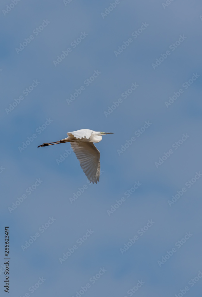 Great White Egret Flying in a Clear Blue Sky in Latvia in Spring Great White Egret Flying in a Clear Blue Sky in Latvia in Spring