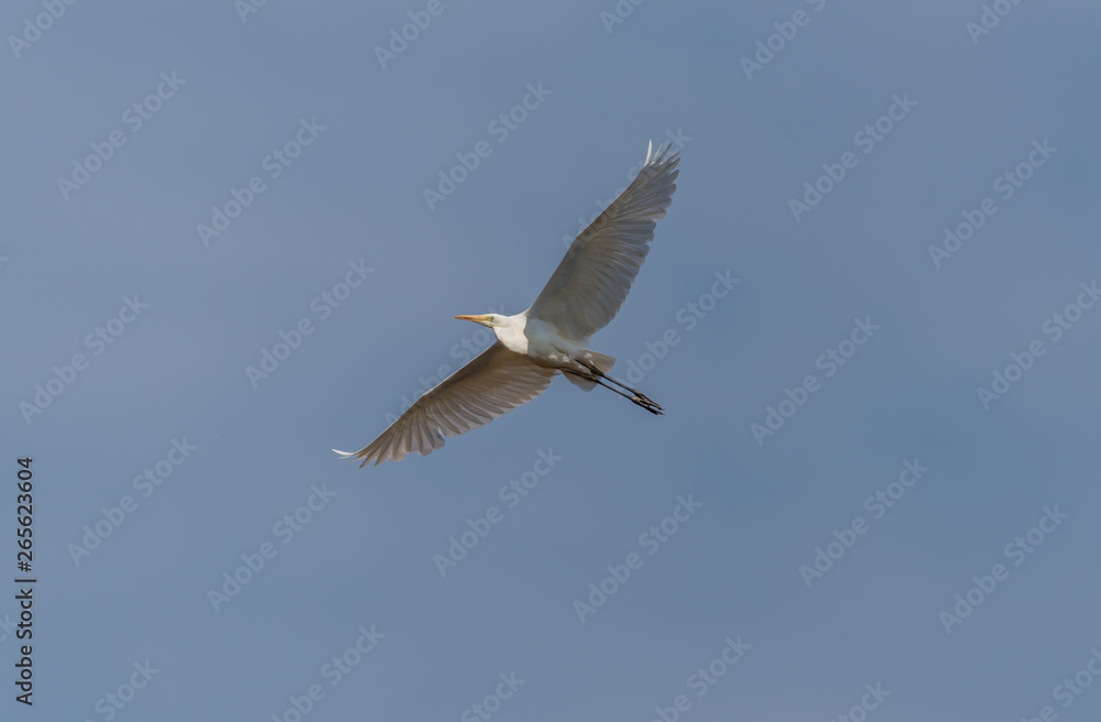 Great White Egret Flying in a Clear Blue Sky in Latvia in Spring Great White Egret Flying in a Clear Blue Sky in Latvia in Spring