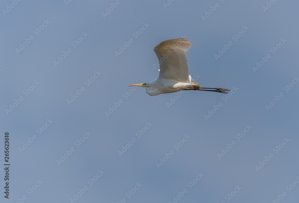 Obraz premium Great White Egret Flying in a Clear Blue Sky in Latvia in Spring