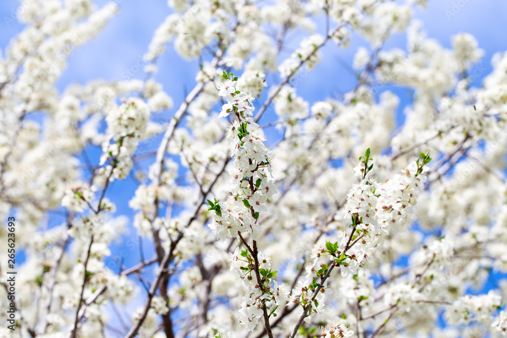 Spring flowers. Branches of blossoming cherry against the blue sky. White flower. Spring background. Cherry blossoms. Spring flowers. Branches of blossoming cherry against the blue sky. White flower. Spring background. Cherry blossoms.