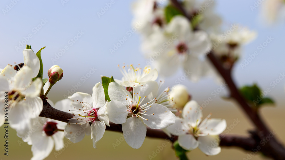 Spring flowers. Branches of blossoming cherry against the blue sky. White flower. Spring background. Cherry blossoms. Spring flowers. Branches of blossoming cherry against the blue sky. White flower. Spring background. Cherry blossoms.