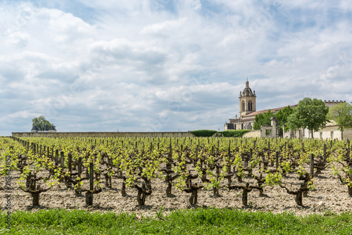 Vignoble à Margaux (Médoc, France), près de Bordeaux photo