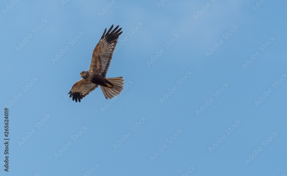 Fototapeta premium Western Marsh Harrier in Wetlands in Latvia in Spring