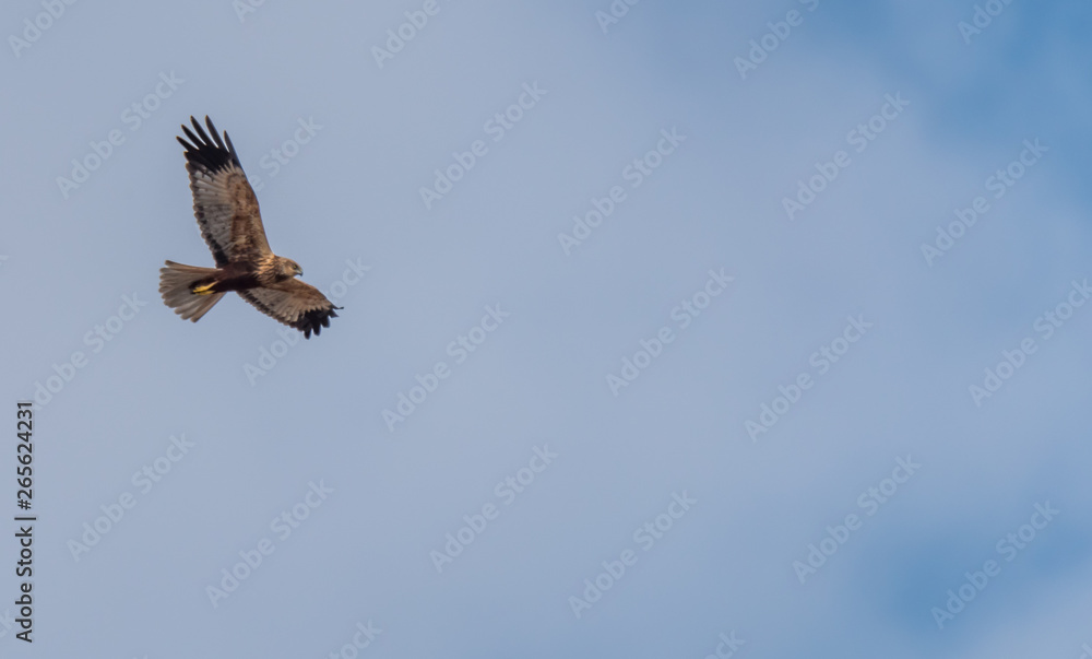 Western Marsh Harrier in Wetlands in Latvia in Spring Western Marsh Harrier in Wetlands in Latvia in Spring