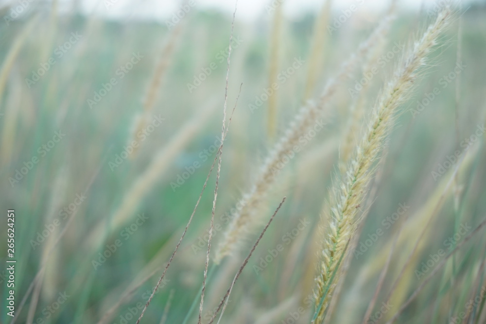 Fototapeta premium Selective soft focus of beach dry grass, reeds, stalks blowing in the wind at golden sunset light, horizontal, blurred sea on background, copy space/ Nature, summer, grass concept