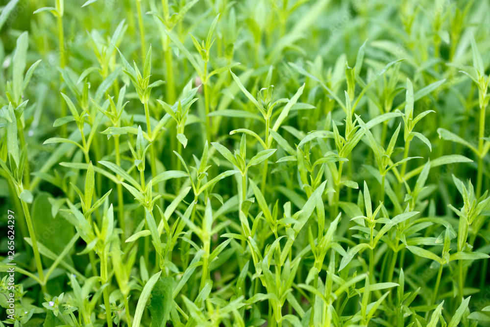 Fresh green grass. Bright spring background of natural greenery. Carved leaves of fresh shoots. Backdrop with copy space Fresh green grass. Bright spring background of natural greenery. Carved leaves of fresh shoots. Backdrop with copy space
