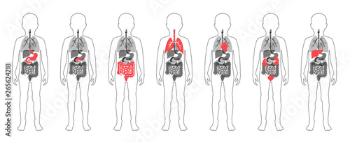  illustration of child internal organs in boy body