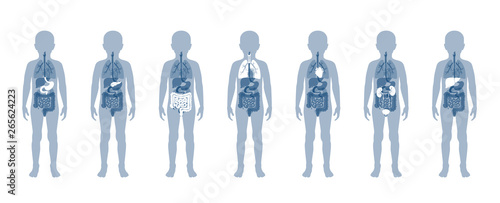  illustration of child internal organs in boy body