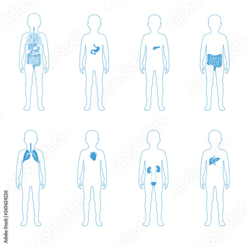  illustration of child internal organs in boy body