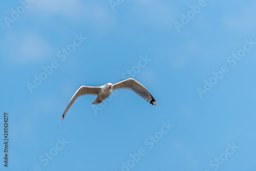 Seagull Flying in a Partly Cloudy Blue Sky