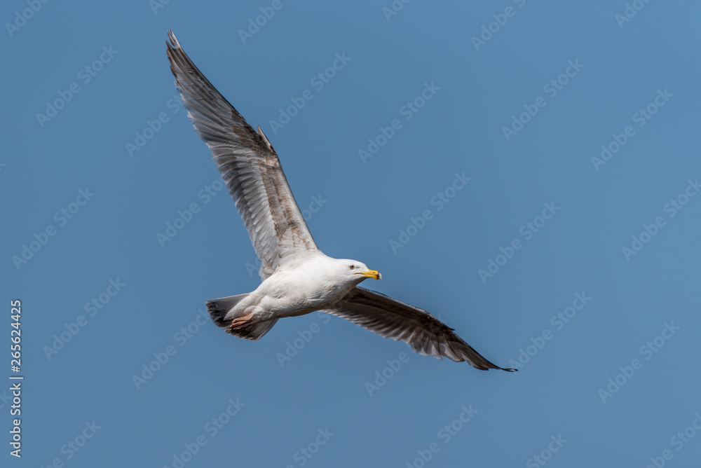 Seagull Flying Over Grasslands in a Partly Cloudy Blue Sky Seagull Flying Over Grasslands in a Partly Cloudy Blue Sky