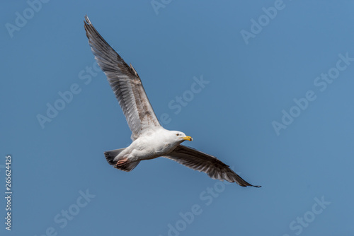 Seagull Flying Over Grasslands in a Partly Cloudy Blue Sky © JonShore