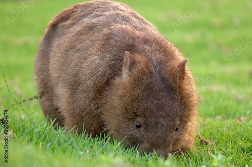 Wombat beim Grasen