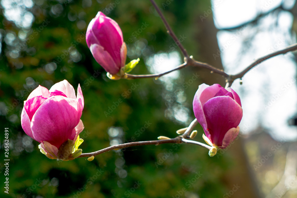 Fototapeta premium Wiosenne przebudzenie krzewu magnolii.