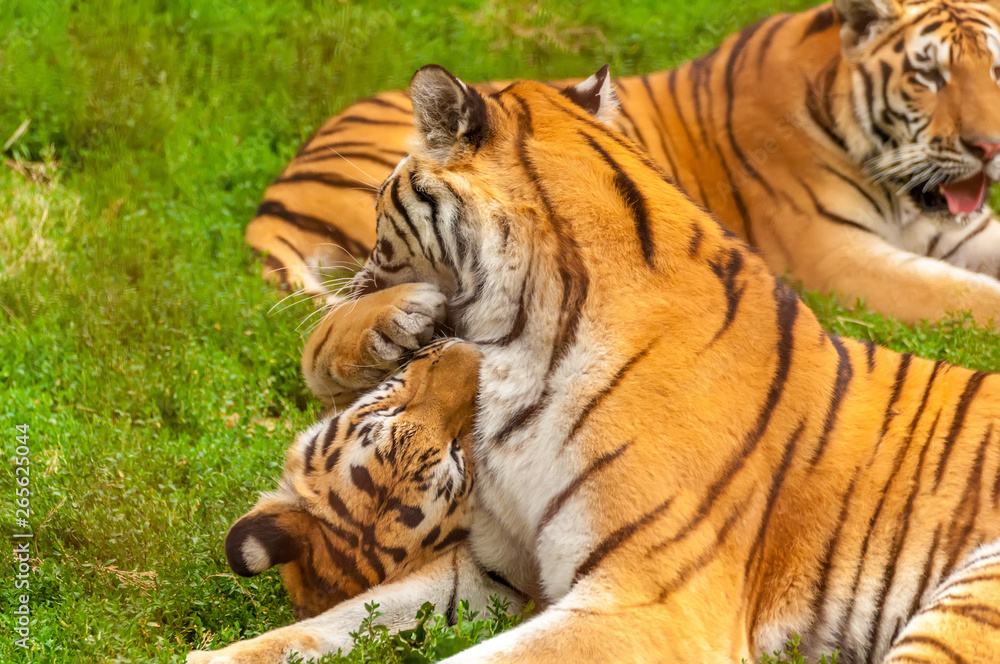 Fototapeta premium View on the amur tigers playing or fighting