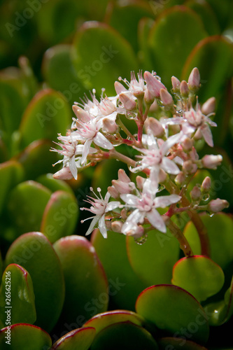 Succulent pink white flowers with morning dew