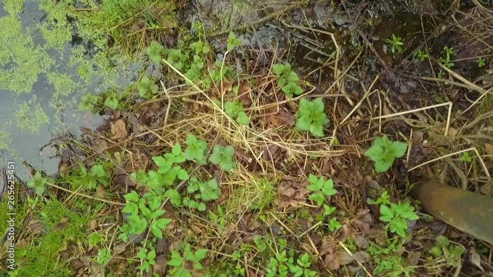 A bridge and swamp or forest lake, outdoor closeup footage A bridge and swamp or forest lake, outdoor closeup footage