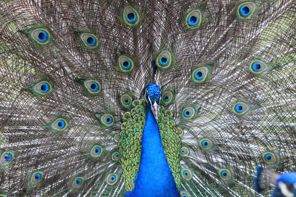 Obraz premium peacock with feathers