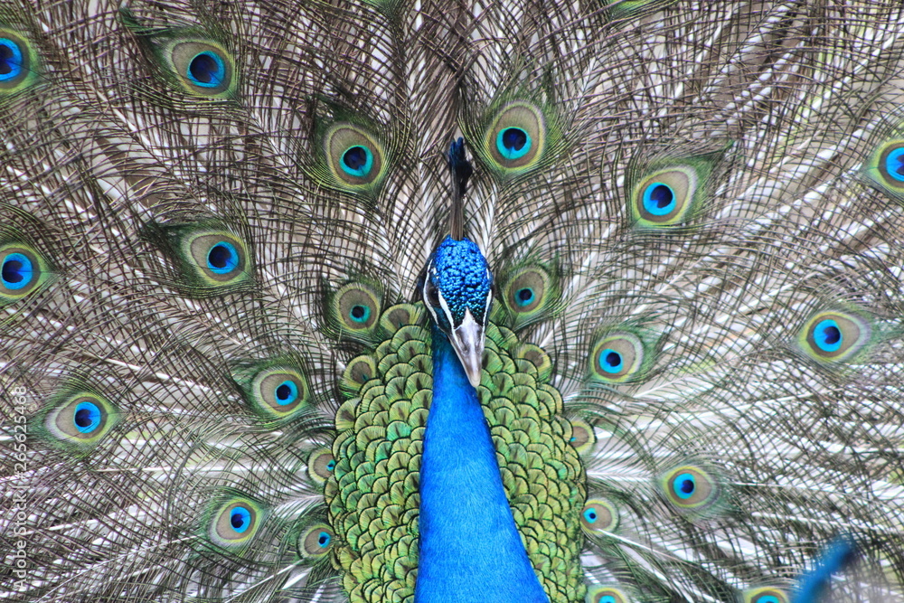 Obraz premium peacock with feathers