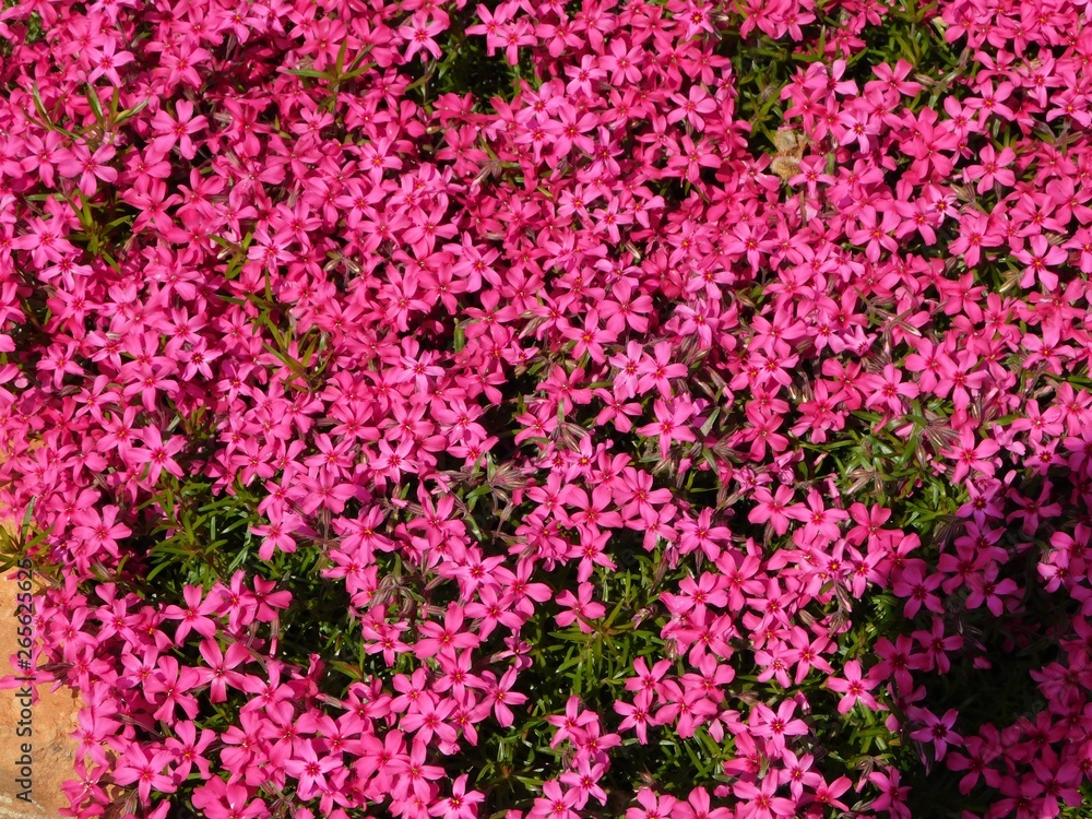 Bodenflox Bodenflox