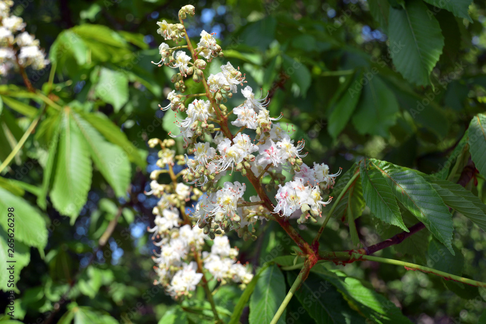 Kastanienblüte Kastanienblüte