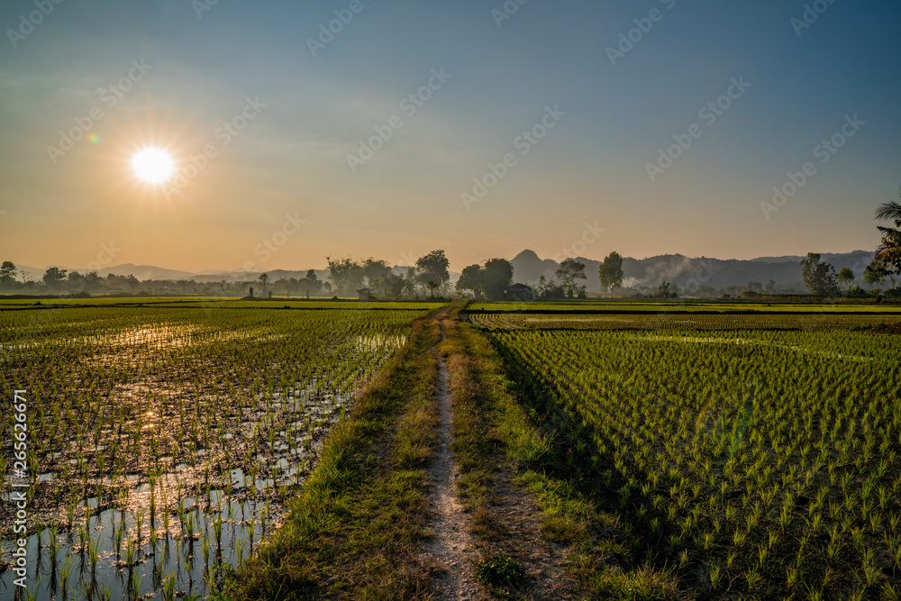 Symmetrical dirt road through watered rice fields in Chiang Rai, Thailand