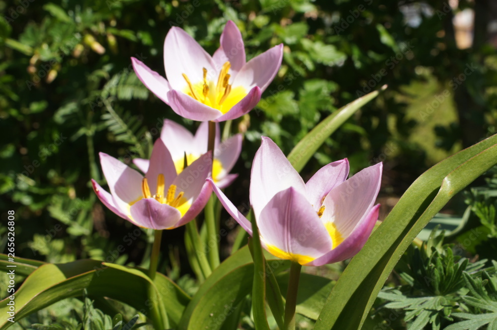 Kleine Tulpen,Mini Tulpen,Zwergtulpen,rosa,flower,pink,garden