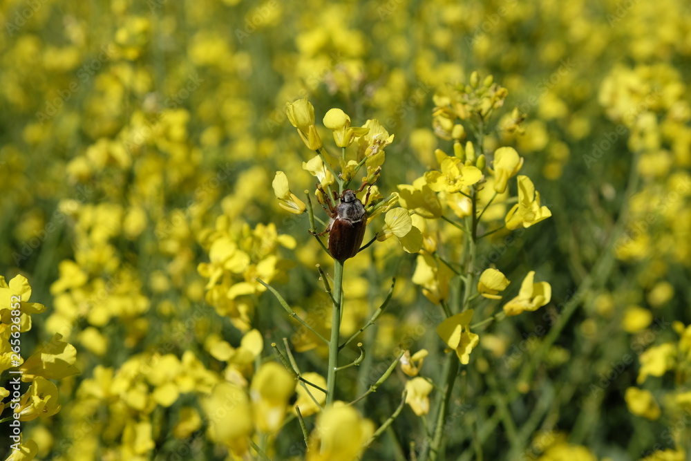 Maikäfer auf Rapsblüte / Rapsfeld Maikäfer auf Rapsblüte / Rapsfeld