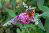 Schmetterling auf Sommerflieder / Buddleja davidii