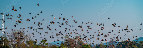 Flying big flock of pigeons in blue sky panoramic shot