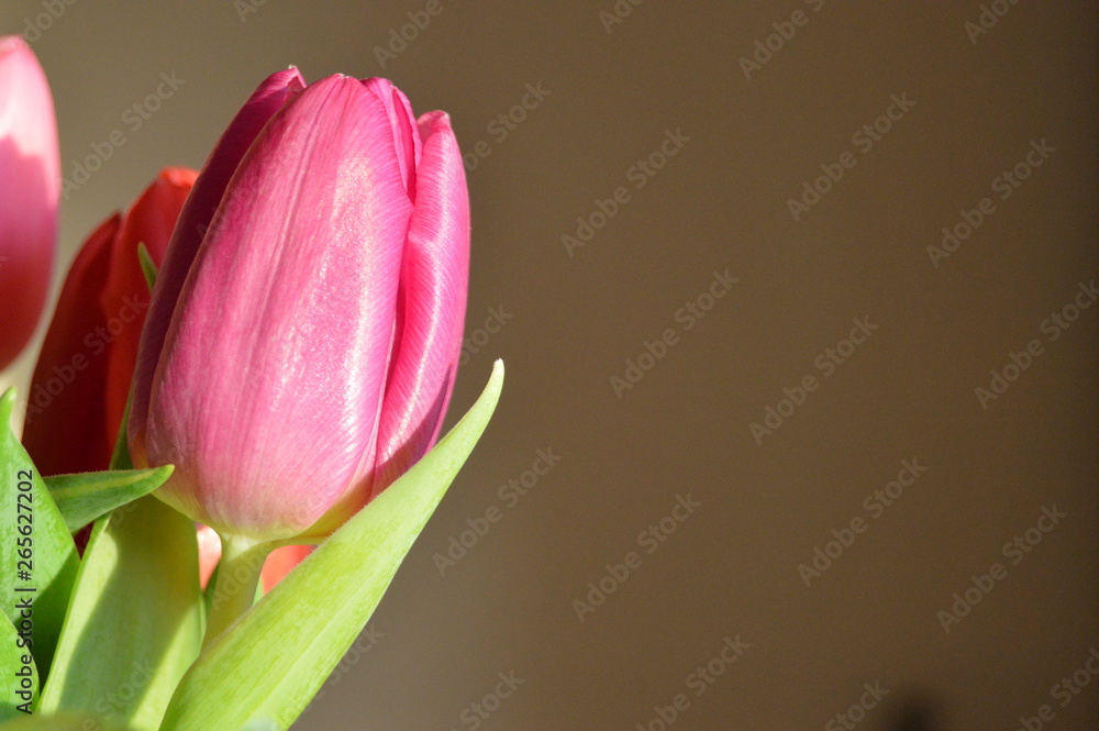 Fototapeta premium Greetings for Mothers Day