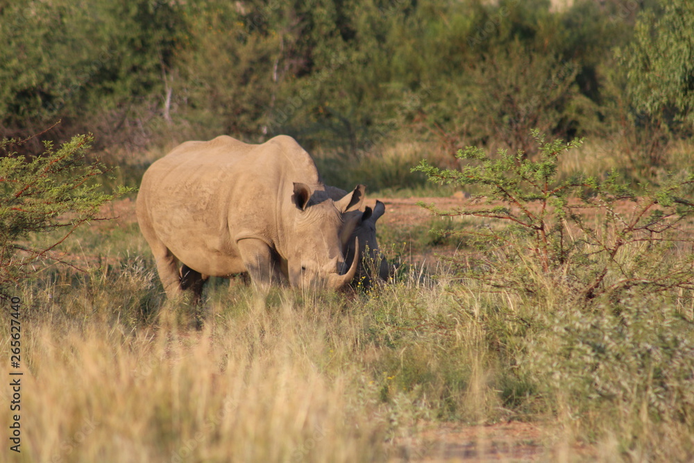 Fototapeta premium Pictures taken in Pilanesberg