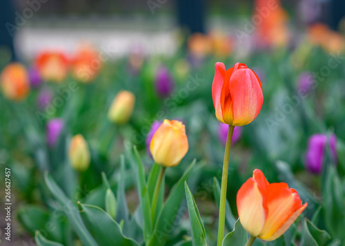 red and yellow tulips in the garden